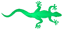 gecko